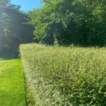 Landscape blackberry removal in marysville washington After 4
