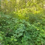 Landscape blackberry removal in marysville washington Before
