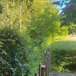 Landscape blackberry removal in marysville washington Before 2