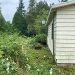 Landscape blackberry removal in marysville washington During 7