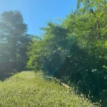 Landscape blackberry removal in marysville washington before 3