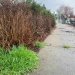 Landscape bush rip out marysville washington before 2
