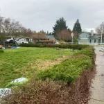 Landscape bush rip out marysville washington during