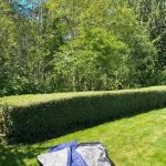Landscape maintenance hedging blackberry removal in marysville washington After