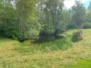 Landscape pond grass blackberry removal in marysville washington After 4