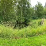 Landscape pond grass blackberry removal in marysville washington Before