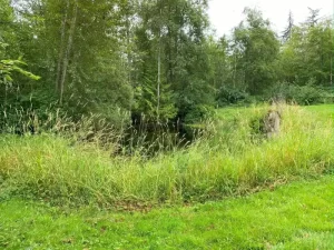 Landscape pond grass blackberry removal in marysville washington Before