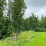 Landscape pond grass blackberry removal in marysville washington Before 2
