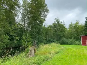 Landscape pond grass blackberry removal in marysville washington Before 2