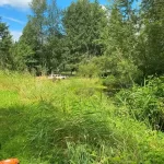 Landscape pond grass blackberry removal in marysville washington Before 3