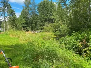 Landscape pond grass blackberry removal in marysville washington Before 3