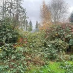 Landscape worst blackberry cleanup marysville before washington