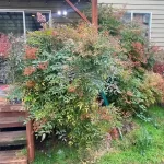 Landscape worst blackberry cleanup marysville washington before 10
