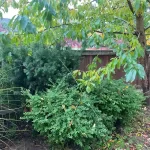 Landscape worst blackberry cleanup marysville washington before 11