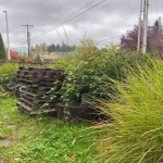 Landscape worst blackberry cleanup marysville washington before 12