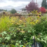 Landscape worst blackberry cleanup marysville washington before 14