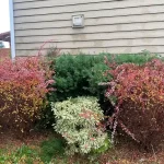 Landscape worst blackberry cleanup marysville washington before 15