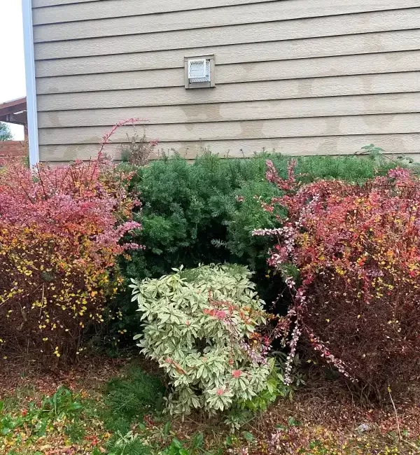 Landscape worst blackberry cleanup marysville washington before 15