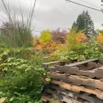 Landscape worst blackberry cleanup marysville washington before 16