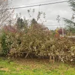 Landscape worst blackberry cleanup marysville washington before 3