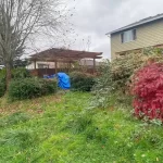 Landscape worst blackberry cleanup marysville washington before 4