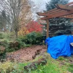 Landscape worst blackberry cleanup marysville washington before 5