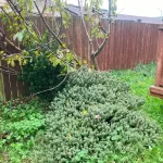 Landscape worst blackberry cleanup marysville washington before 6