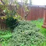 Landscape worst blackberry cleanup marysville washington before 7