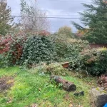 Landscape worst blackberry cleanup marysville washington before 8