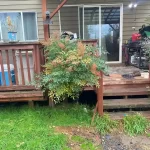 Landscape worst blackberry cleanup marysville washington before 9