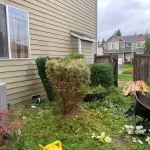 Landscape worst blackberry cleanup marysville washington during