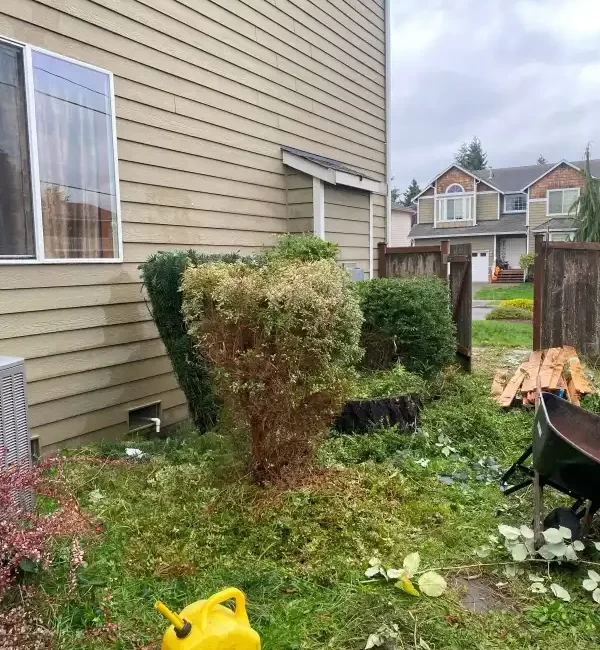 Landscape worst blackberry cleanup marysville washington during