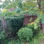 Landscape worst blackberry cleanup marysville washington during 2