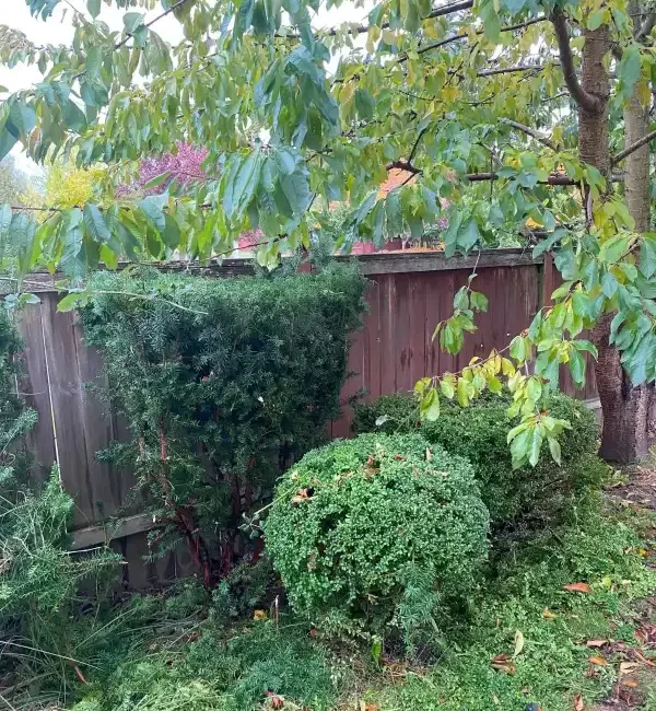 Landscape worst blackberry cleanup marysville washington during 2