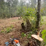 fell all the trees 30 trees cut down arlington washington