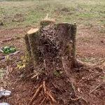 fell all the trees 30 trees cut down arlington washington 2