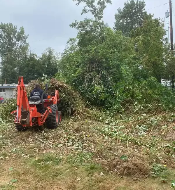 landscape blackberry removal mulkiteo washington before