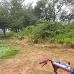 landscape blackberry removal mulkiteo washington before 2