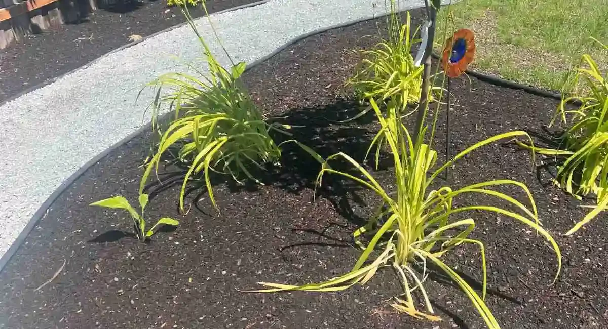 landscape install trees plants dirt rocks walkway marysville Washington 2