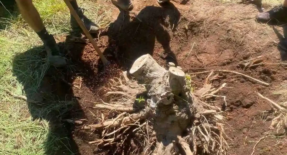landscape installation arlington washington stump removal 5