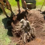 landscape installation arlington washington stump removal 5