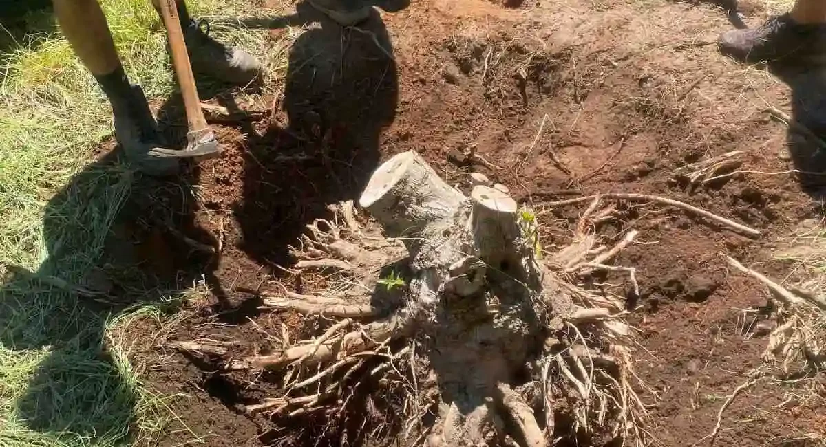 landscape installation stump removal arlington washington 6