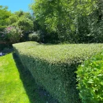 landscape maintenance hedging blackberry removal in marysville washington After 2