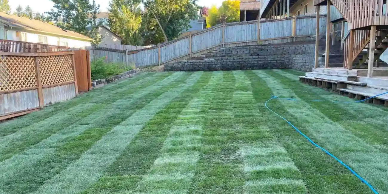 lawn restoration marysville washington after 2