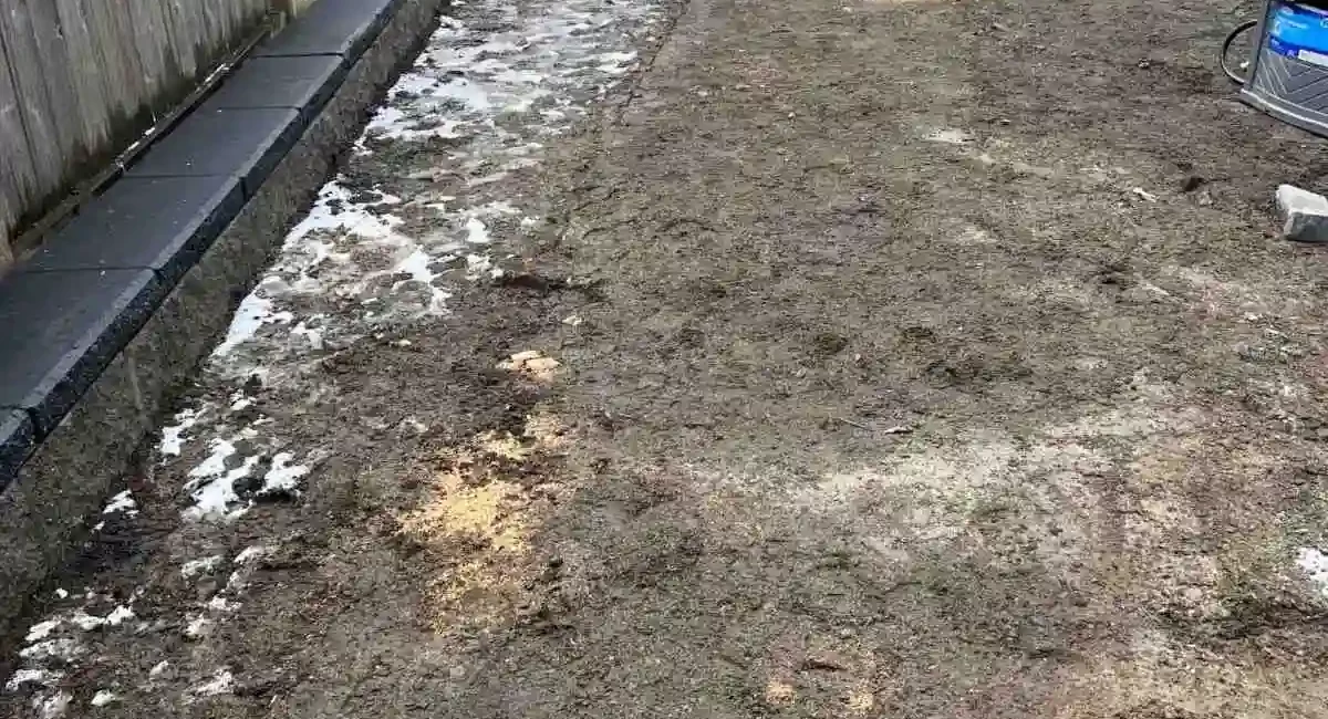 sod retaining wall concrete after but sod not finished yet everett washington