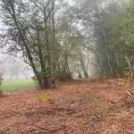 tree stump removal and retaining walls snohomish washington 2