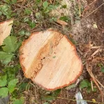 tree stump removal and retaining walls snohomish washington 3