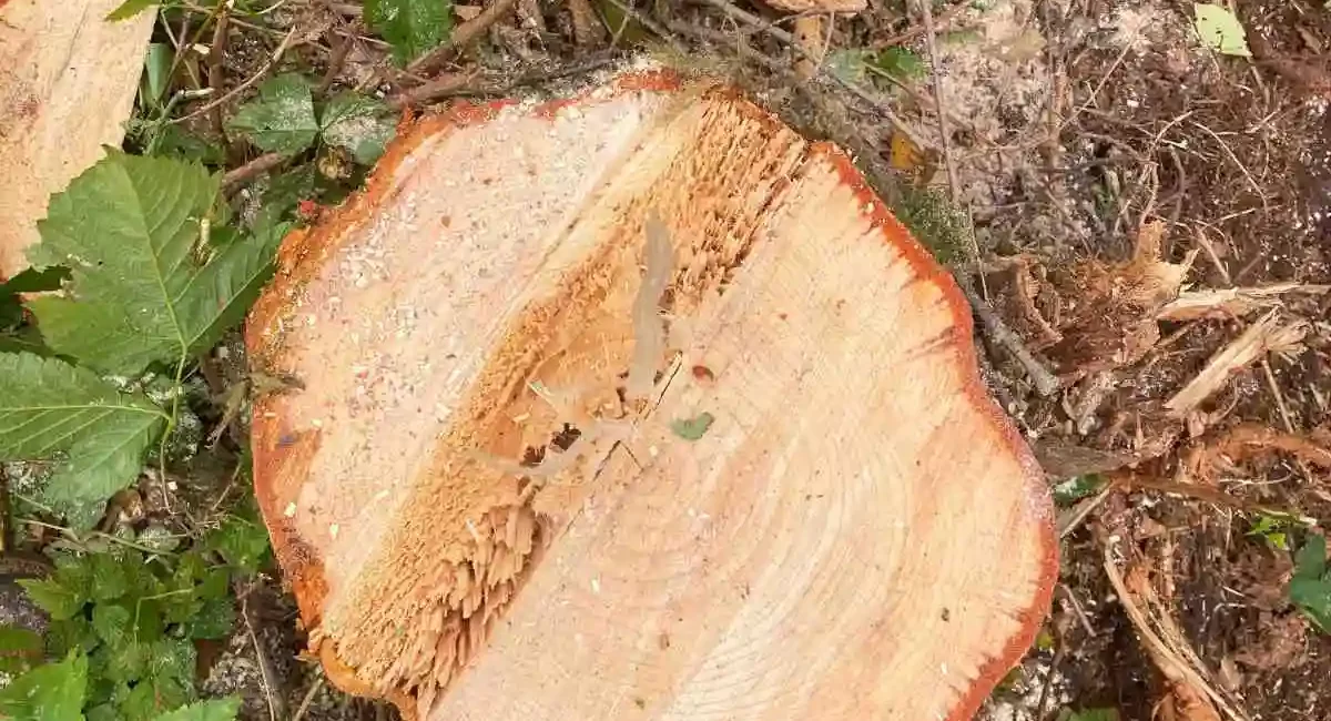 tree stump removal and retaining walls snohomish washington 3