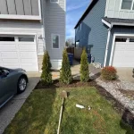 trees planted marysville washington