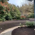 yard restoration Mukilteo Washington 2